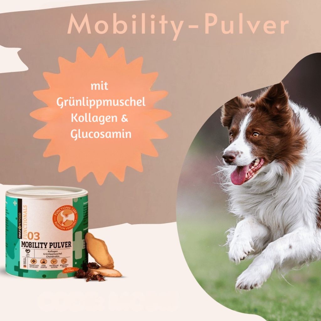 FAVLY MOBILITY Pulver mit Grünlippmuschel, Kollagen und Glucosamin
