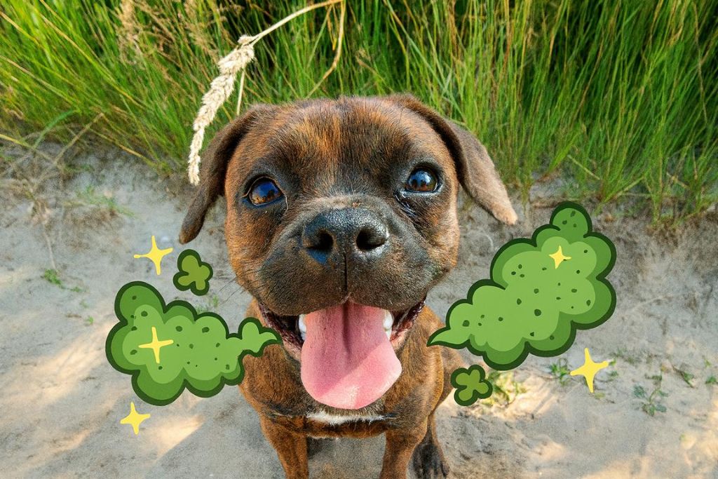 Mundgeruch beim Hund