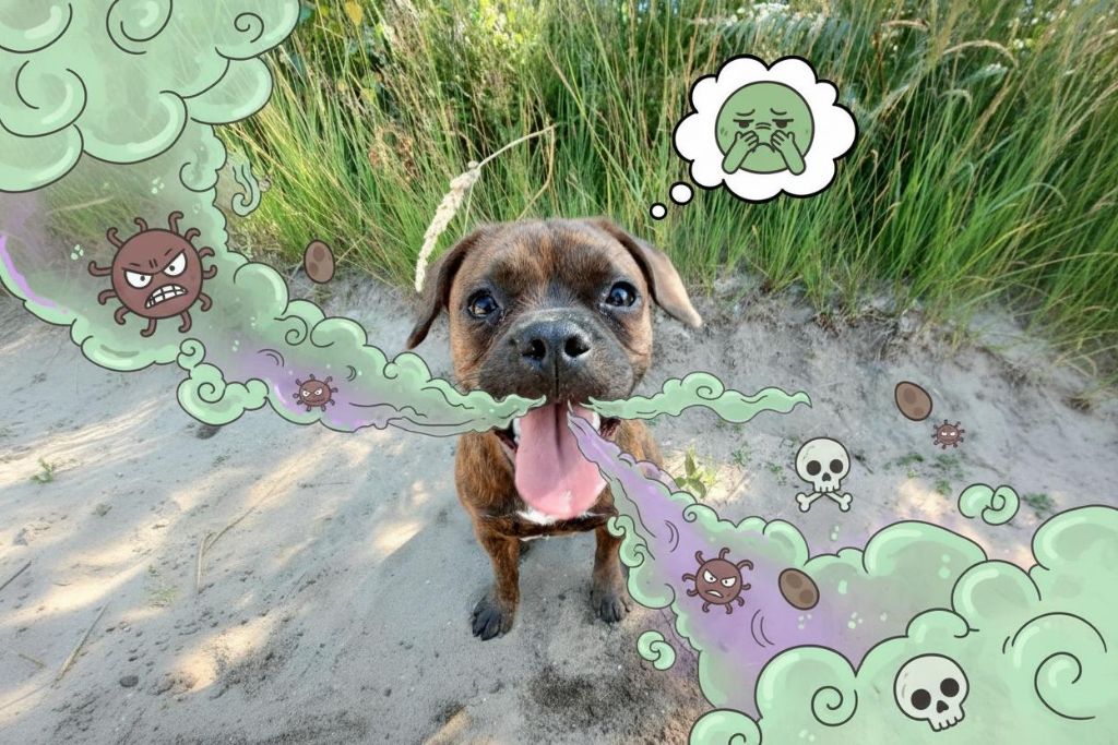 Hund mit Mundgeruch - Bakterien und böse Wolken